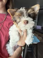 Chocolate , a male Yorkshire Terrier for sale in Tulsa, OK – 2 of 2