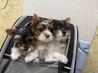 Boy 1st, a male Yorkshire Terrier for sale in Tulsa, OK – 2 of 2