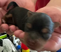 Lily, a female Yorkshire Terrier for sale in Chula Vista, CA – 6 of 6