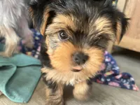 Lulu, a female Yorkshire Terrier for sale in Chula Vista, CA – 3 of 6