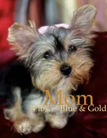 Lulu, a female Yorkshire Terrier for sale in Chula Vista, CA – 4 of 6