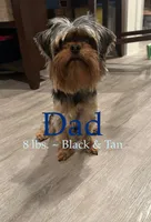 Lily, a female Yorkshire Terrier for sale in Chula Vista, CA – 4 of 6