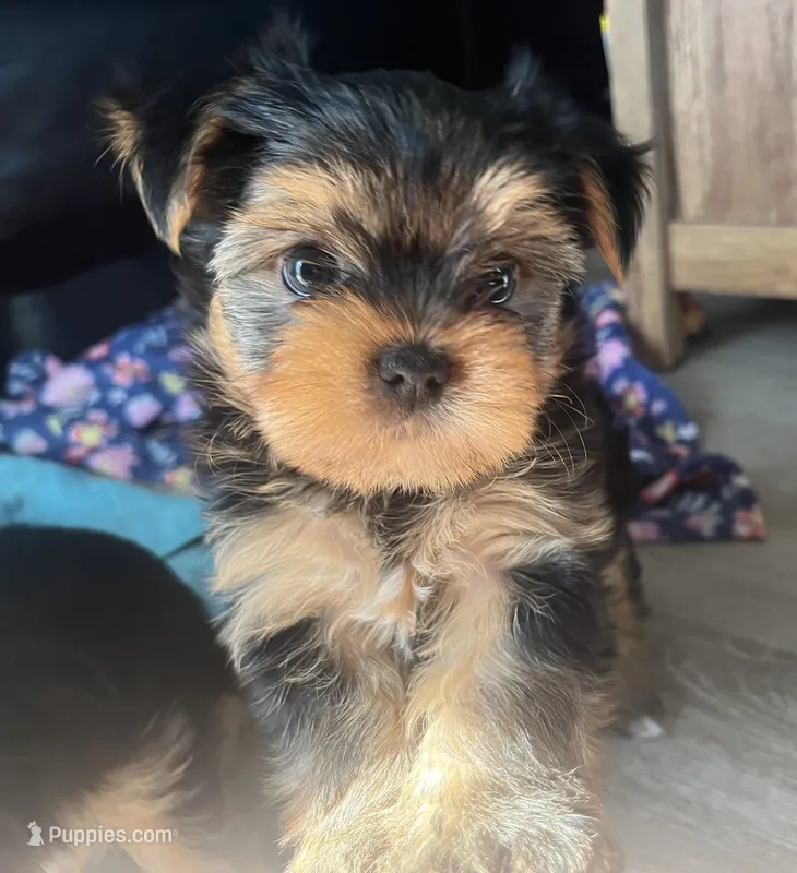 Lulu – Yorkshire Terrier puppy for sale in Chula Vista, CA
