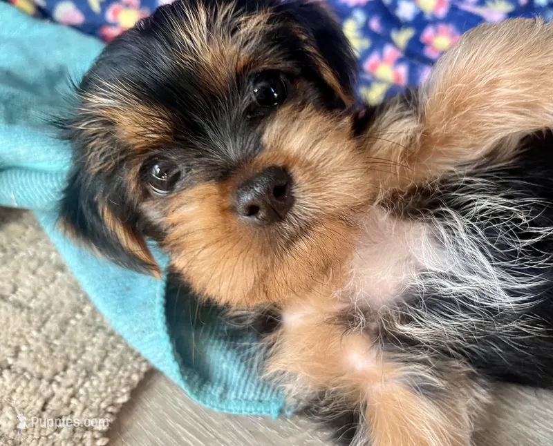 Lily – Yorkshire Terrier puppy for sale in Chula Vista, CA