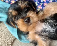 Lily, a female Yorkshire Terrier for sale in Chula Vista, CA – 1 of 6