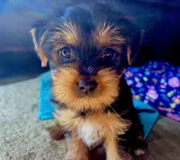 Lily, a female Yorkshire Terrier for sale in Chula Vista, CA – 3 of 6
