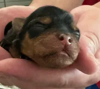 Lulu, a female Yorkshire Terrier for sale in Chula Vista, CA – 6 of 6