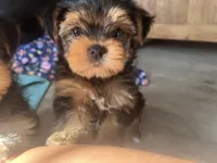 Lulu, a female Yorkshire Terrier for sale in Chula Vista, CA – 2 of 6
