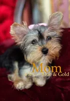 Lily, a female Yorkshire Terrier for sale in Chula Vista, CA – 5 of 6