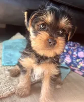 Lily, a female Yorkshire Terrier for sale in Chula Vista, CA – 2 of 6