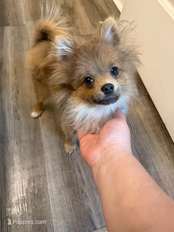 Bandit – Pomeranian puppy for sale in Thompsons Station, TN