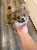 Bandit, a male Pomeranian for sale in Thompsons Station, TN – 1 of 2