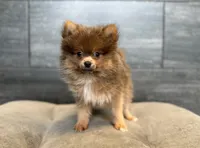 Bandit, a male Pomeranian for sale in Thompsons Station, TN – 2 of 2