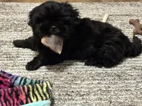 Zena, a female Shih Tzu for sale in Bardstown, KY – 1 of 3