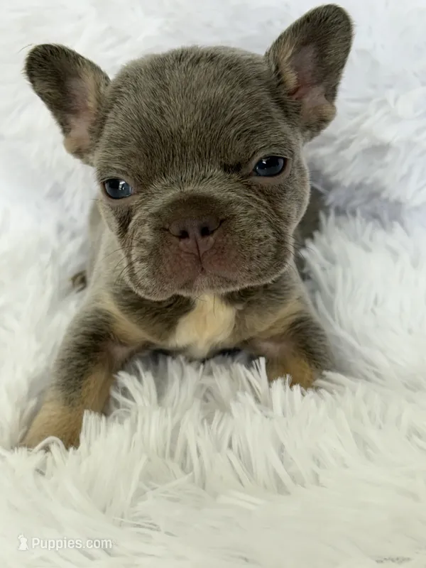 Lilac&Tan – French Bulldog puppy for sale in Bardstown, KY