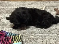 Zena, a female Shih Tzu for sale in Bardstown, KY – 2 of 3