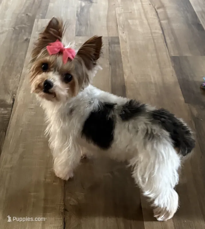 Lola – Yorkshire Terrier puppy for sale in Bardstown, KY