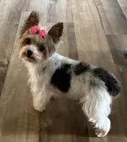 Lola, a female Yorkshire Terrier for sale in Bardstown, KY – 1 of 4