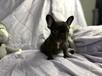 Pup 1, a male French Bulldog for sale in Bardstown, KY – 4 of 8