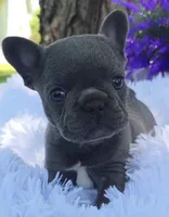 Olivia, a female French Bulldog for sale in Bardstown, KY – 3 of 3