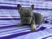 Stetson, a male French Bulldog for sale in Bardstown, KY – 4 of 7