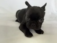 Naomi, a female French Bulldog for sale in Bardstown, KY – 4 of 7