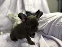 Pup 1, a male French Bulldog for sale in Bardstown, KY – 5 of 8