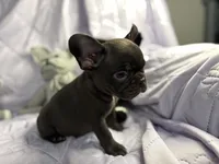 Pup 1, a male French Bulldog for sale in Bardstown, KY – 7 of 8