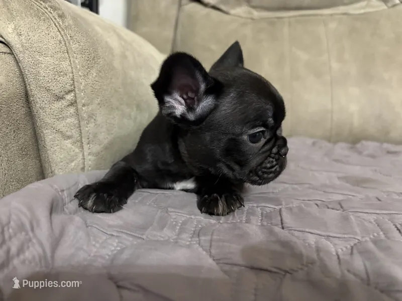 Naomi – French Bulldog puppy for sale in Bardstown, KY