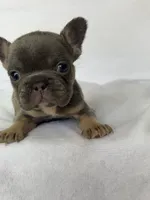 Fiona, a female French Bulldog for sale in Bardstown, KY – 9 of 9