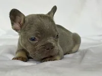Fiona, a female French Bulldog for sale in Bardstown, KY – 8 of 9
