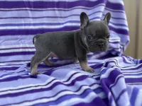 Stetson, a male French Bulldog for sale in Bardstown, KY – 2 of 7