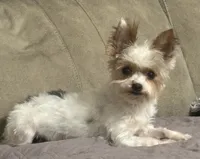 Lola, a female Yorkshire Terrier for sale in Bardstown, KY – 2 of 4