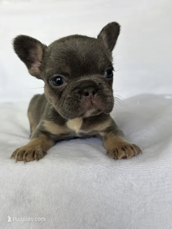 Fiona – French Bulldog puppy for sale in Bardstown, KY