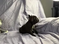 Pup 1, a male French Bulldog for sale in Bardstown, KY – 1 of 8