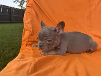 Stetson, a male French Bulldog for sale in Bardstown, KY – 6 of 7
