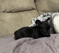 Naomi, a female French Bulldog for sale in Bardstown, KY – 2 of 2