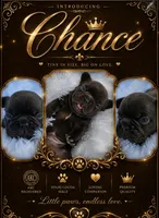 Chance, a male French Bulldog for sale in Bardstown, KY – 1 of 1