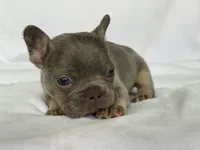 Fiona, a female French Bulldog for sale in Bardstown, KY – 3 of 9