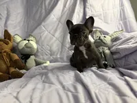 Pup 1, a male French Bulldog for sale in Bardstown, KY – 3 of 8
