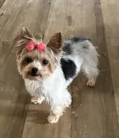 Lola, a female Yorkshire Terrier for sale in Bardstown, KY – 4 of 4