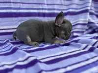 Stetson, a male French Bulldog for sale in Bardstown, KY – 3 of 7