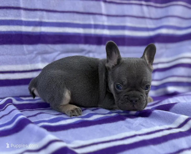 Stetson – French Bulldog puppy for sale in Bardstown, KY