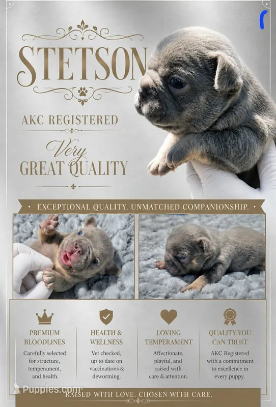Stetson – French Bulldog puppy for sale in Bardstown, KY