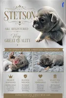 Stetson, a male French Bulldog for sale in Bardstown, KY – 1 of 1