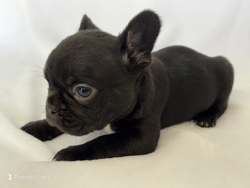 Naomi – French Bulldog puppy for sale in Bardstown, KY