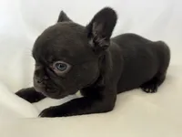 Naomi, a female French Bulldog for sale in Bardstown, KY – 1 of 7