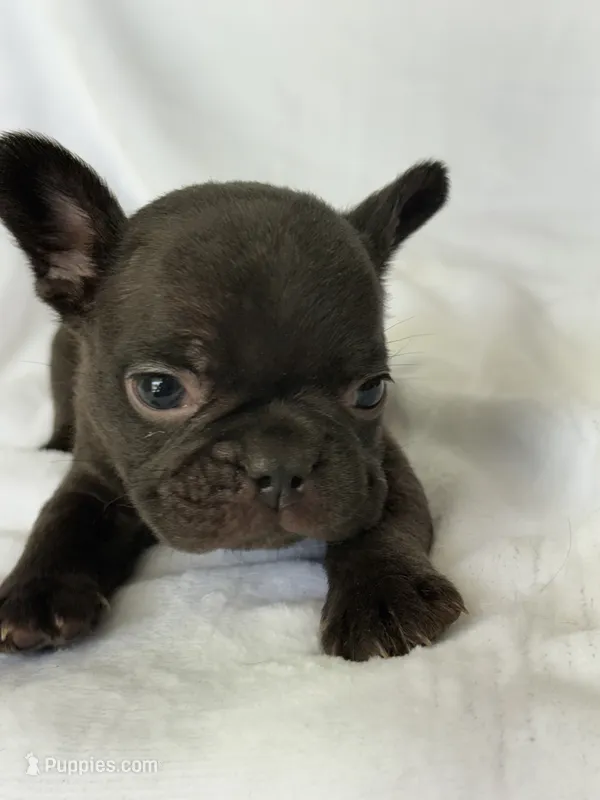 Chance – French Bulldog puppy for sale in Bardstown, KY