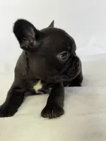 Naomi, a female French Bulldog for sale in Bardstown, KY – 6 of 7
