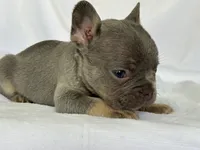 Fiona, a female French Bulldog for sale in Bardstown, KY – 6 of 9